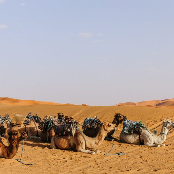 Morocco deserts photos - Morocco Fixers